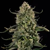Mac Dawg XXL Auto