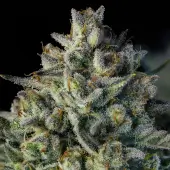 Mac Dawg XXL Auto