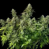 Mac Dawg XXL Auto