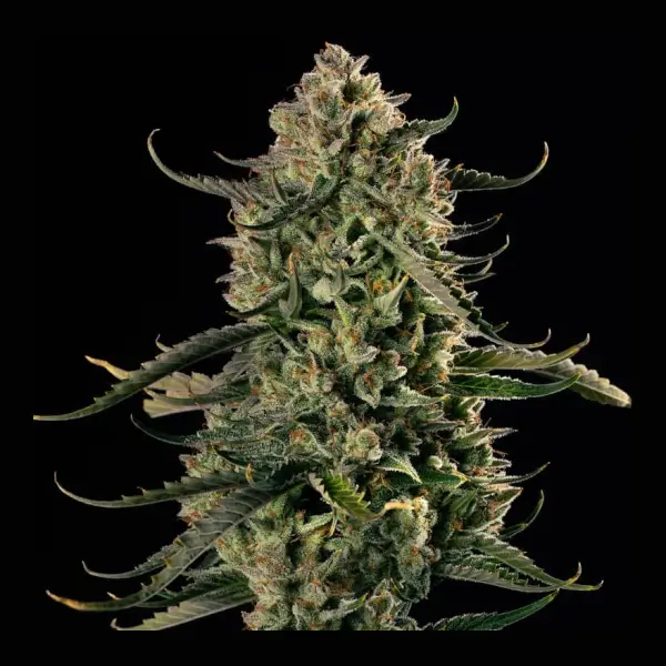 Mac Dawg XXL Auto