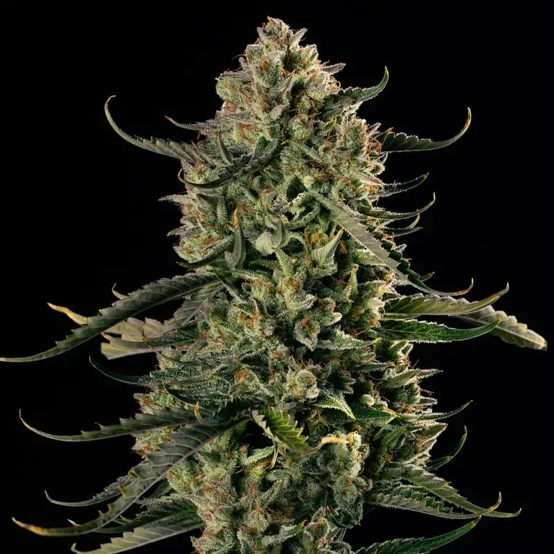 Mac Dawg XXL Auto