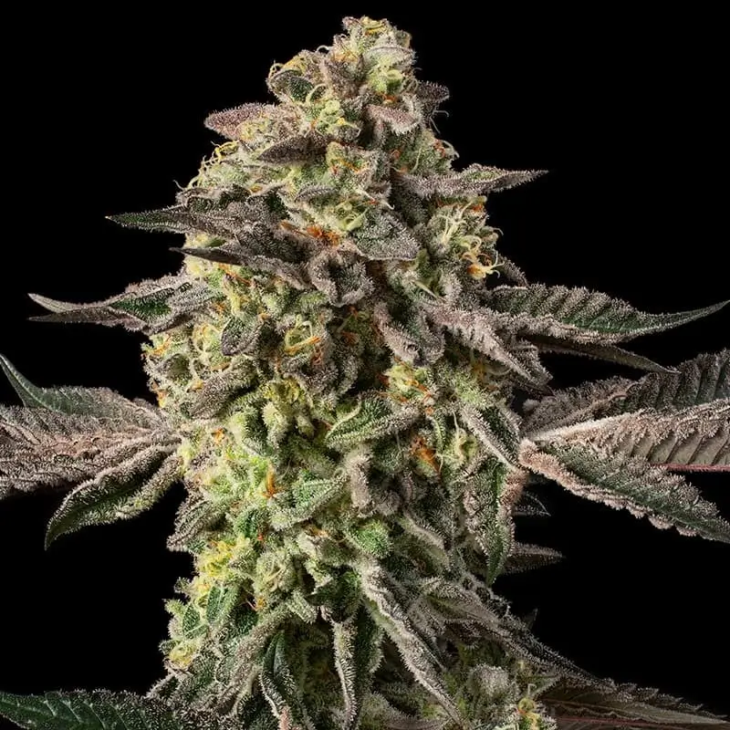 Sugar Rock