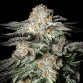 Mint Candy