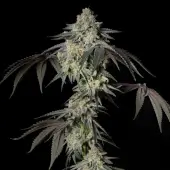 Mint Candy