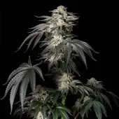 Mint Candy