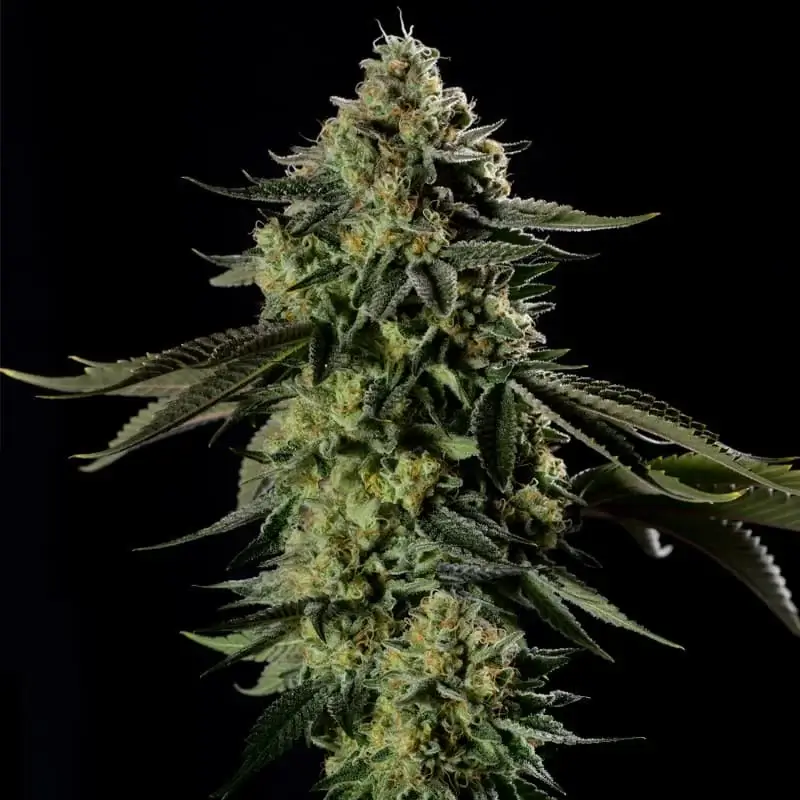 Rainbow Gas
