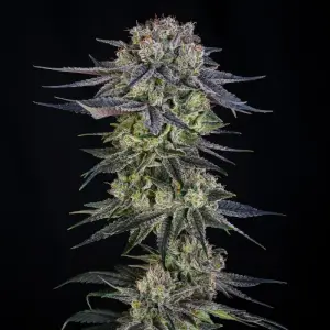 Julian Marley Special