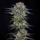 Julian Marley Special 