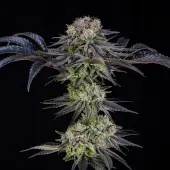 Julian Marley Special 