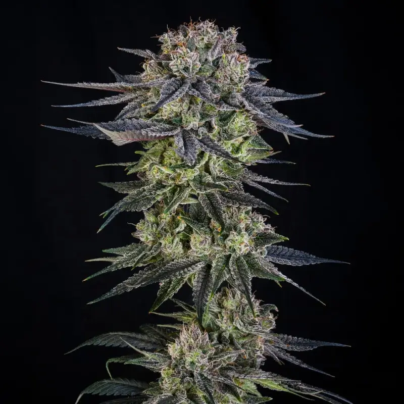 Julian Marley Special