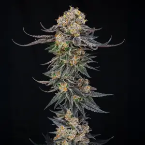 King of kings