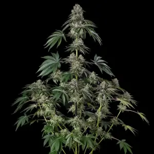 Jamaican Mountain