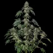 Jamaican Mountain