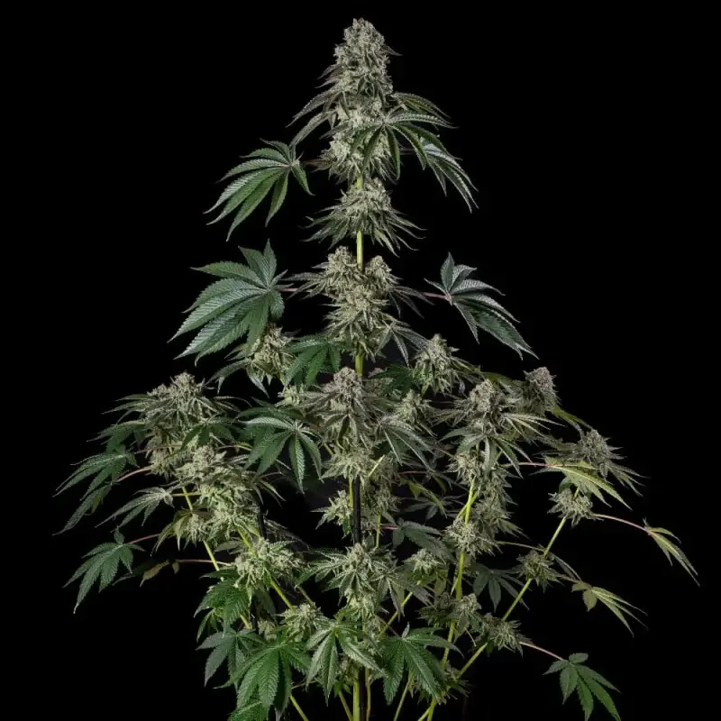 Jamaican Mountain