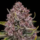 Purplenade XXL Auto