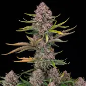 Purplenade XXL Auto
