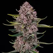 Purplenade XXL Auto