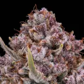Purplenade XXL Auto
