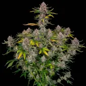 Purplenade XXL Auto