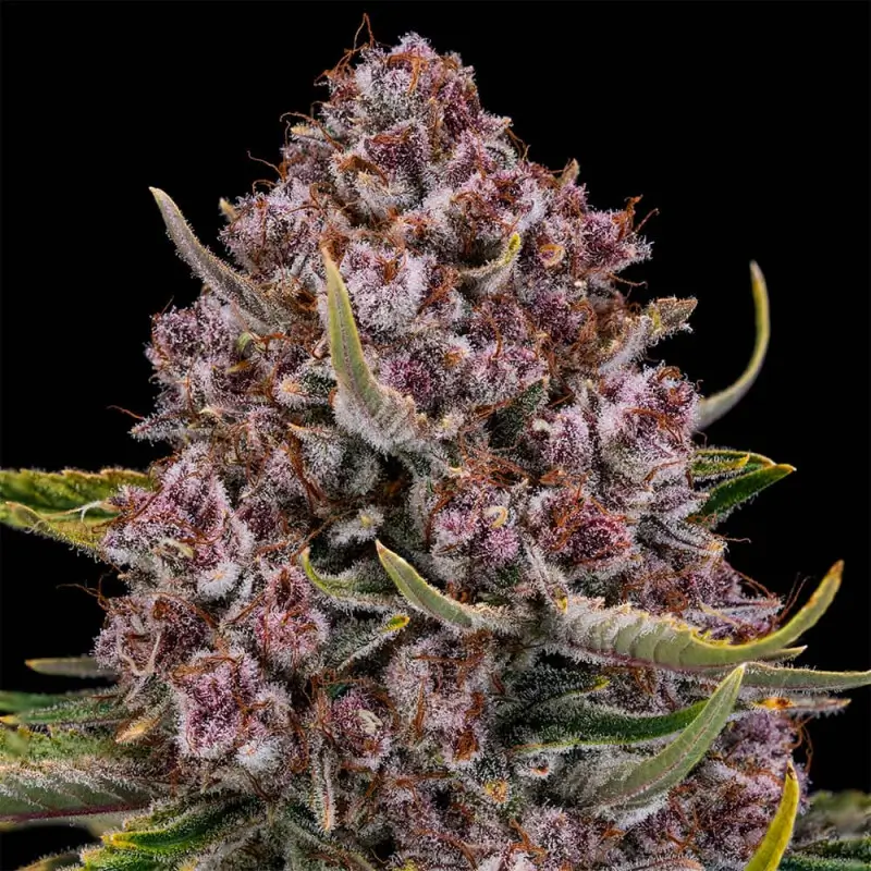 Purplenade XXL Auto