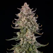 Triangle Kush Auto