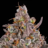 Triangle Kush Auto