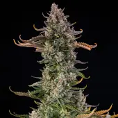 Triangle Kush Auto