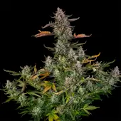 Triangle Kush Auto