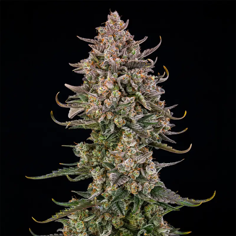 Triangle Kush Auto