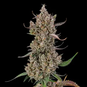 Rainbow Breath Auto