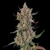 Rainbow Breath Auto