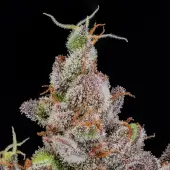 Rainbow Breath Auto