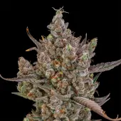 Rainbow Breath Auto