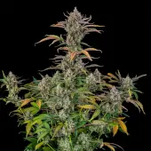 Rainbow Breath Auto