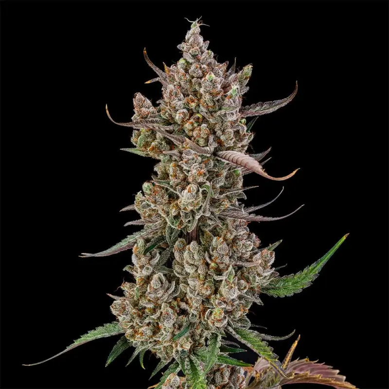 Rainbow Breath Auto