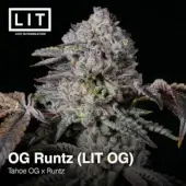 OG Runtz (LIT OG)