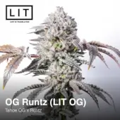 OG Runtz (LIT OG)