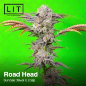 Road Head