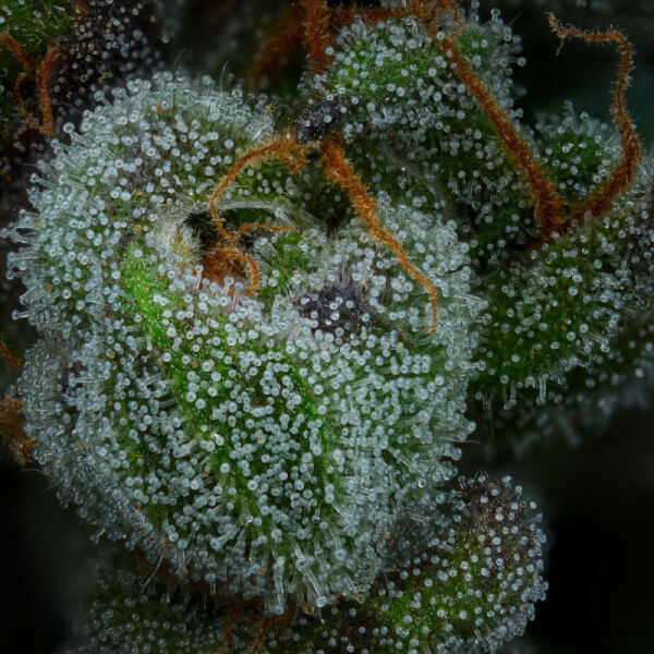 All Gas OG