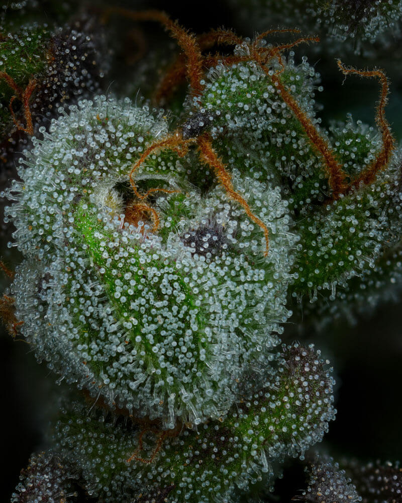 All Gas OG