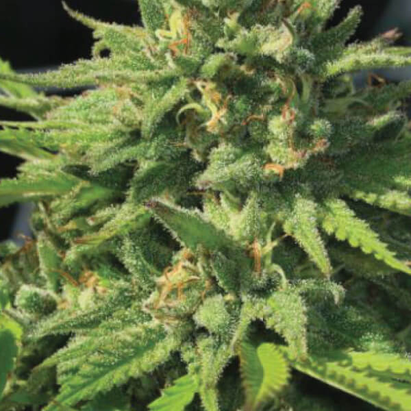 BigFoot Glue