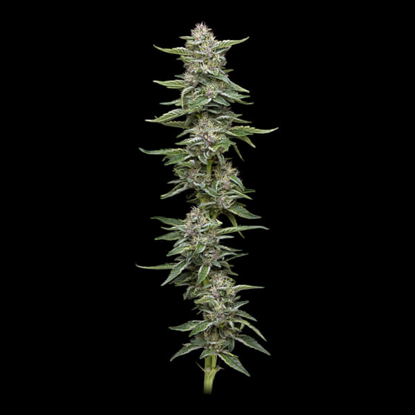 Garlic Budder