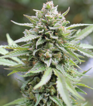 Lemon Grass