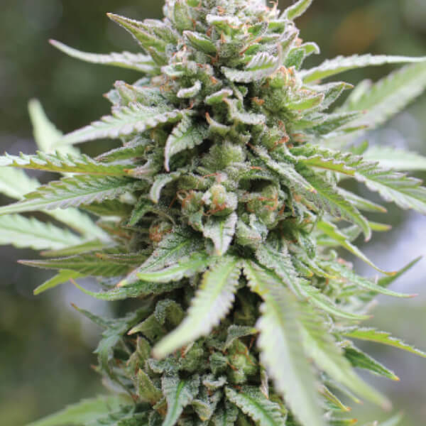 Lemon Grass