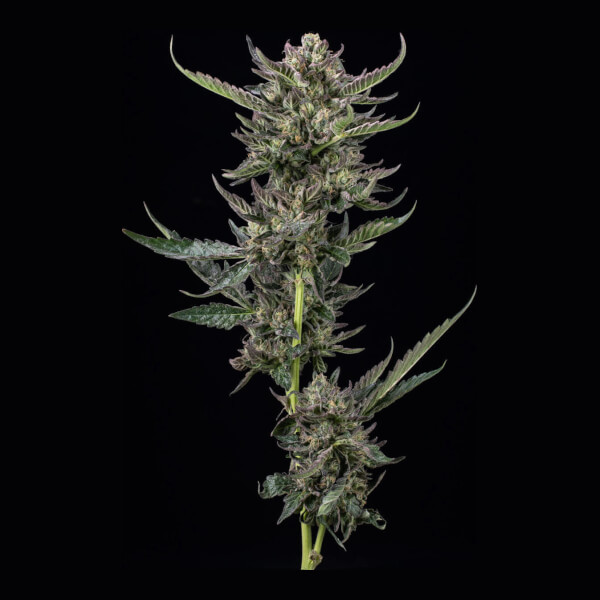 Notorious THC