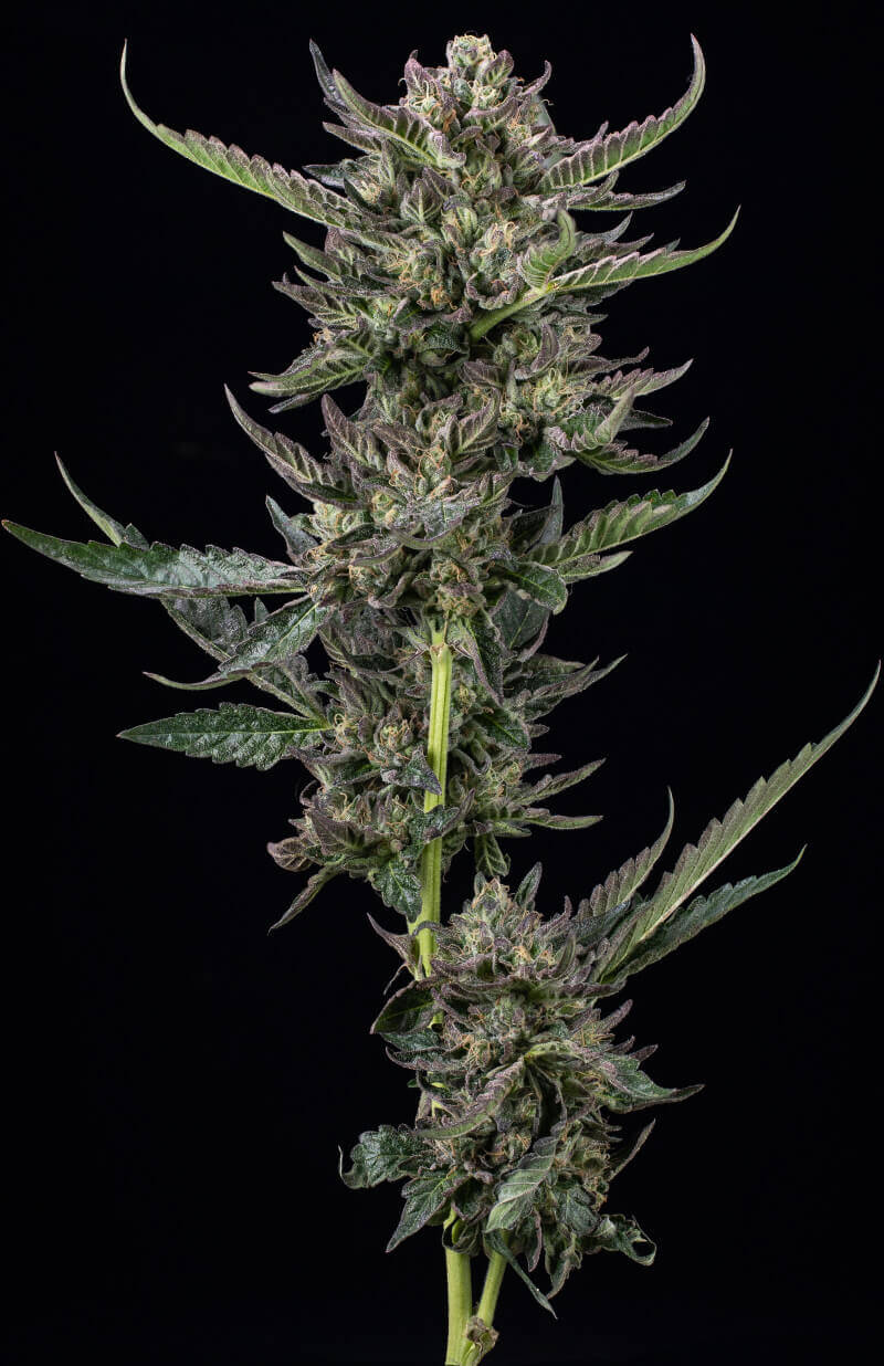 Notorious THC