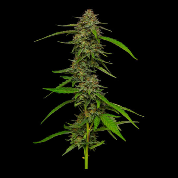 Strawberry Cheesecake