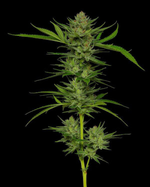 Slightly Stoopid Fruits