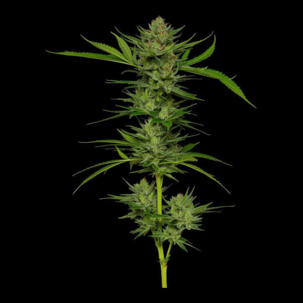 Slightly Stoopid Fruits