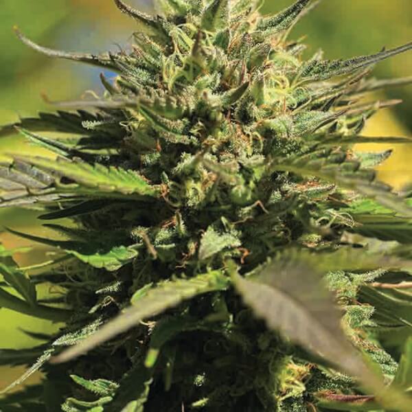 OG Kush